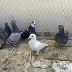 حمام زاجل وقلاب علئ السوم