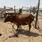 بقره