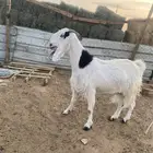 عنز دافع
