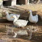 طيور بكين حي الهدية