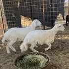 طليان حريه