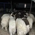 نعيم جبر فاخر وهرافي وحريات ثلاجه كفو