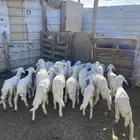 19 بهم مرابي