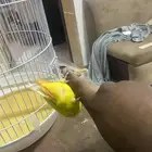 روز اليف