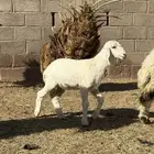 للبيع رخله حريه