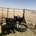 للبيع معزا ولد