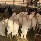 بهم