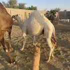 حاشي العمر 8 شهور