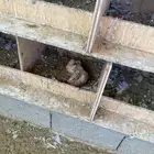 حمام فرنسي جامبو ابيض