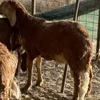طليان سواكني تربية برسيم وشعير