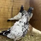 حمام باكستاني تيدي