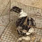 بطه بط للبيع ب35ريال