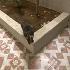 قطه للتبني مع جميع أغراضها