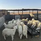 طليان ورخال وتيوس وجفار