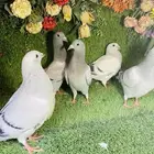 للبيع مجموعة طبات زواجل