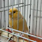 كناري تغريد الاحساء تم البيع