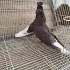 ثلاث اجواز قطايف