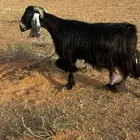 عنز للببع