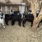 تيوس ذبايح مخاصي