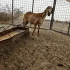 للبيع رخل سواكنيه نادره