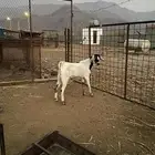 تيس ذبيحه مخصي للبيع الحجره