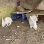 أرانب شرط ذكر و إنثاء العمر 4شهور