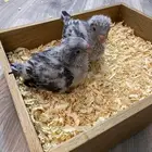 ( تم البيع )  فروخ كويكر رصاصي ( كوبالت)