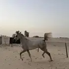 فرس شعبية كفو
