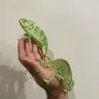 حرباء محجبة