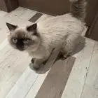 قطوه همالايا عمرها 7 شهور تقريبا بدون مقابل