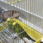 عصافير بادجي زوج صحتها ممتازه