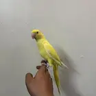 دره هولندي