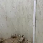 سمان للبيع الصحه 100بل 100وسمان منتج للبيع جمله وتفريد