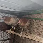 دجاجتين وديك
