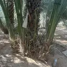 نخل مثمر خلاص وصقعي وهلالي وسلطان ومجدول وشيشي وبرحي