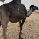 لقحات في ثمانيه شهور