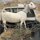 اعنز دافع علي السونار