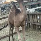 قعود للبيع