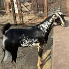 تيس بيشي امرخ