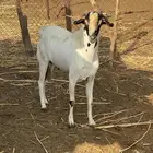تيس فحل بلدي ع الشرط