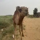 بعير