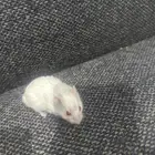 هامستر روسي وينتر وايت