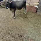 ثور سويسري للبيع عمره سنه وعليها