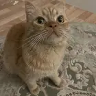 قط من فصيله الدخيل شيرازي