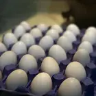 بيض بلدي