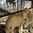 ذبايح خرفان حريات
