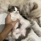 قطه للتبني مع اولادها