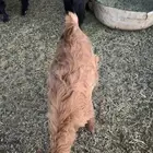 جفره ذبيحه