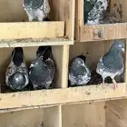للبيع حمام هندي