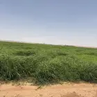 رشاش رودس